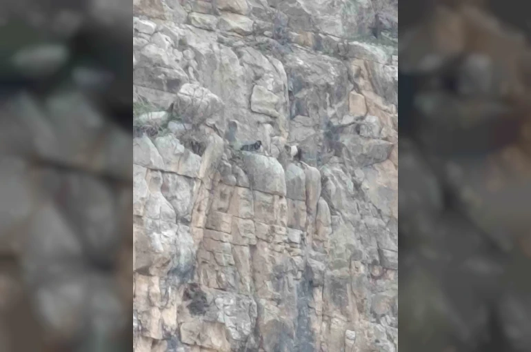 Siirt’te kayalıklarda 4 gündür mahsur kalan 2 keçi kurtarıldı
