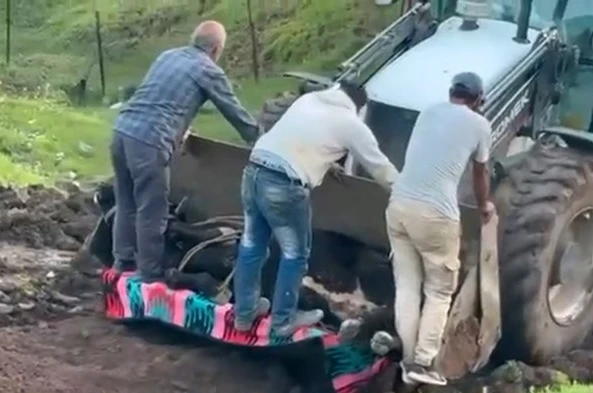 Siirt’te kaybolan büyükbaş hayvan çamura saplanmış halde bulundu 