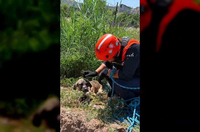 Siirt’te kuyuya düşen köpek kurtarıldı