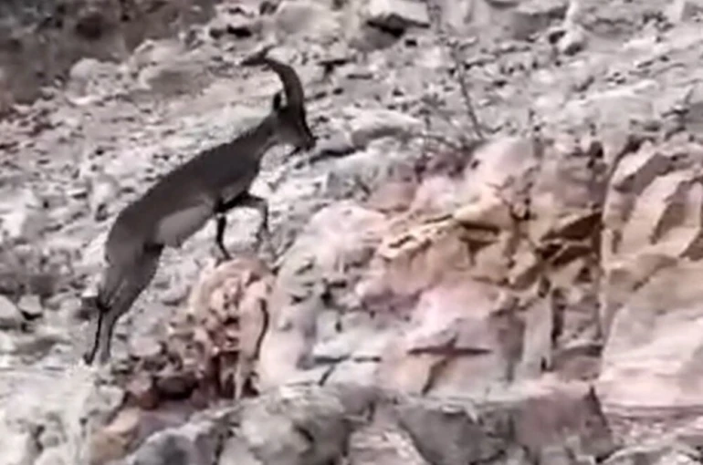 Siirt’te nesli tükenme tehlikesi altındaki yabani dağ keçisi görüldü