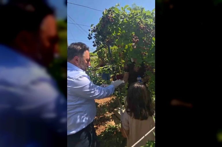 Siirt’te özel bireyler ve çocuklar böğürtlen hasadında buluştu