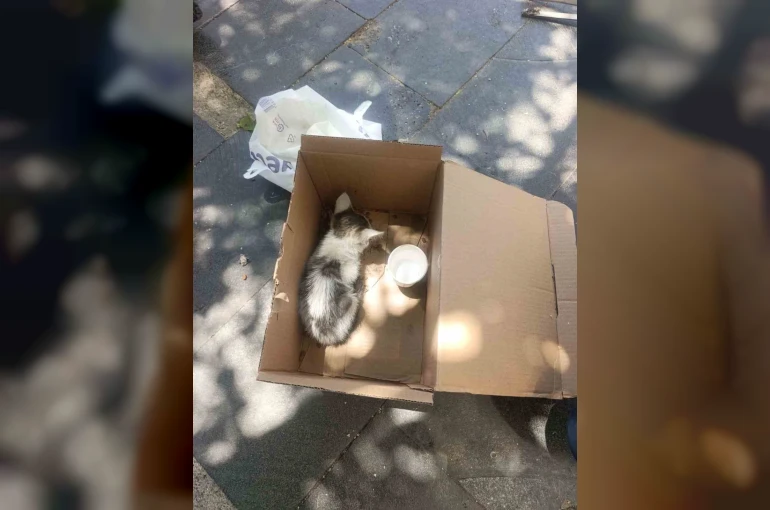 Siirt’te reklam panosuna sıkışan yavru kedi AFAD ekiplerince kurtarıldı