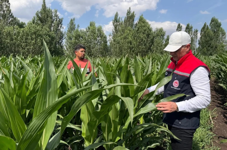 Silajlık mısır üretimi Kars’ta her geçen gün yaygınlaşıyor