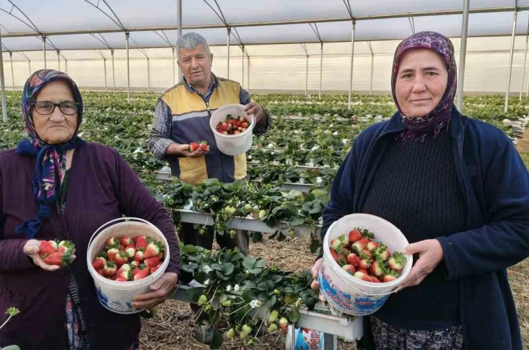 Silifke’de örtü altı çilekte bahar hasadı: Kilosu 140 ile 160 TL arasında