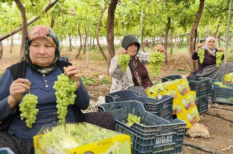 Silifke’de sezonun ilk üzümü hasat edildi, kilosu 600 TL’den ihraç edildi 