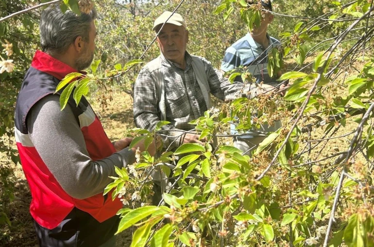 Simav’da kiraz ve vişne bahçelerinde hastalık tespit çalışması
