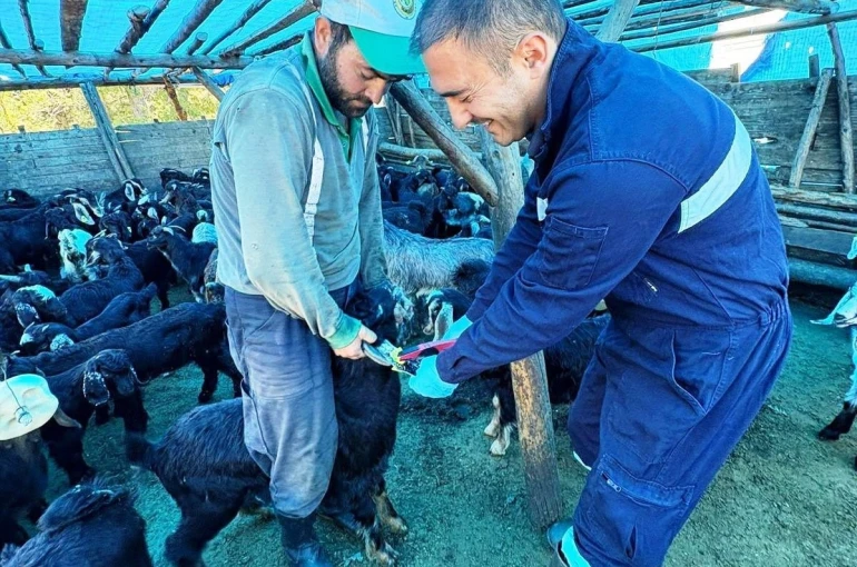 Simav’da küçükbaş hayvanlara aşılama ve küpeleme çalışması