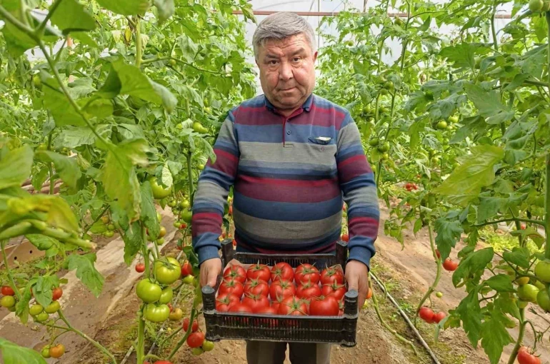 Simav’da yetişen ’coğrafi işaretli’ Eynal domatesi pazarlarda ilgi görüyor