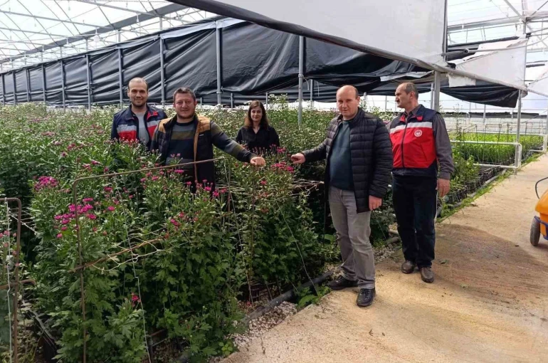 Simav’daki seralarda domatese alternatif kesme çiçek üretimi