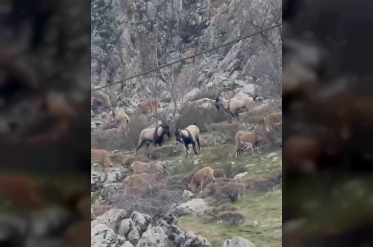 Sincik boğazına dağ keçileri indi