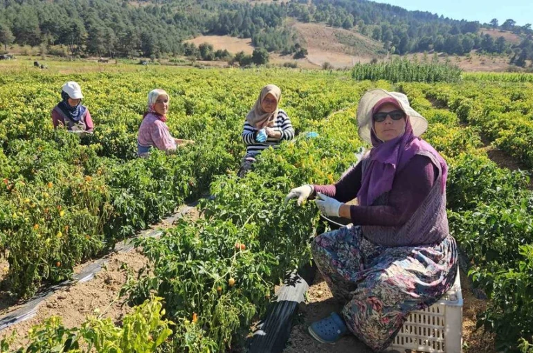 Sındırgı’da sarı altında hasat zamanı 