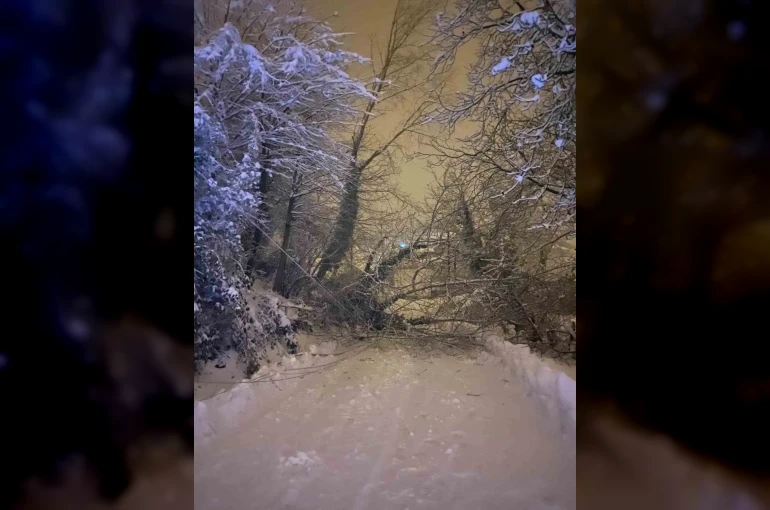 Sinop’ta ağaç devrildi