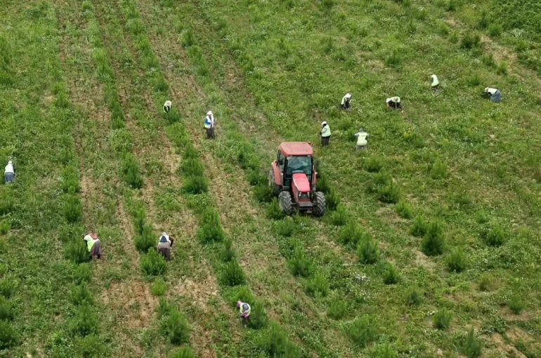 Sinop’ta geleceğin ormanları için bakım seferberliği