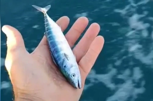 Sinop’ta sezonun uğuru yakalandı