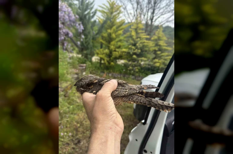 Sinop’ta yaralı kuşa şefkat eli