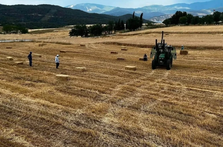 Sinop’ta yılın ilk buğdayları hasat edildi