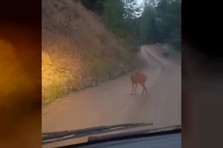 Sinop’ta yol ortasında dinlenen karaca kameraya yansıdı