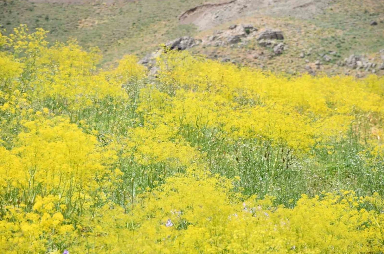 Şırnak yaylaları sarı rengine büründü