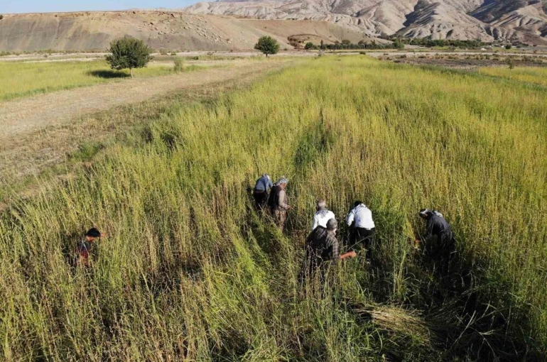 Şırnak’ta 5 bin dekar alandan 300 ton susam rekoltesi bekleniyor