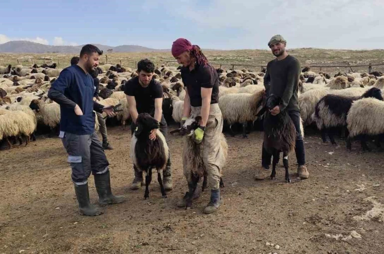 Şırnak’ta hayvancılığa 2025’te güçlü dokunuş