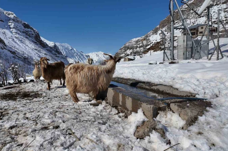 Şırnak’ta keçi besiciliği gittikçe yok oluyor
