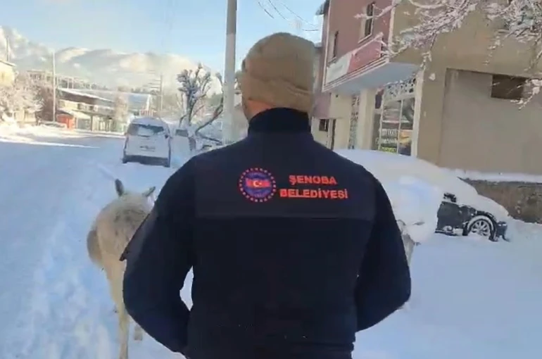 Şırnak’ta sokak hayvanları barınaklara toplandı
