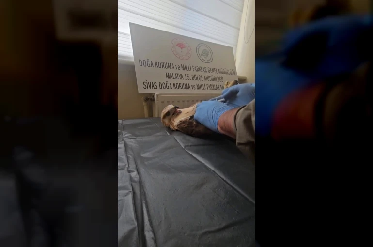 Sivas’ta bitkin halde bulunan şahin, yeniden doğaya salındı