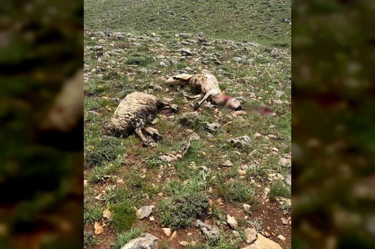 Sivas’ta koyun sürüsünün üzerine yıldırım düştü, 5 koyun telef oldu