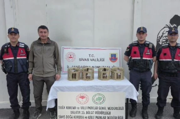 Sivas’ta usulsüz ele geçirilen 4 keklik doğaya salındı