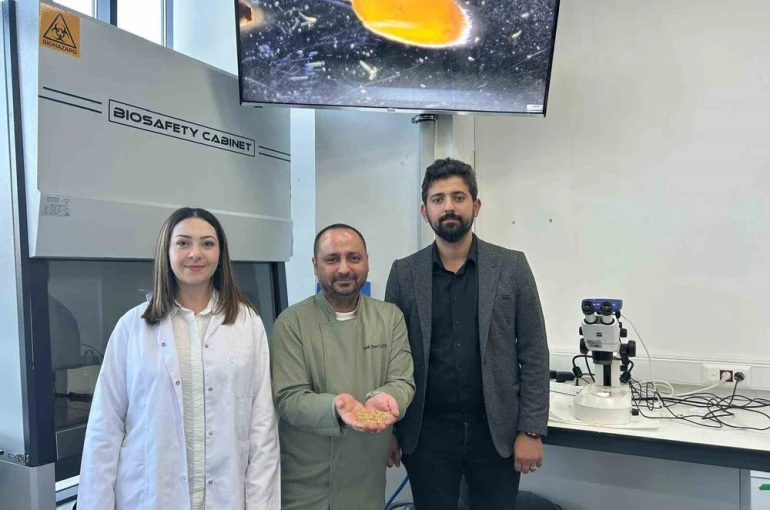 Sivas’ta yerli zeron buğdayından organik bulgur üretildi