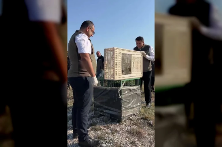 Sivas’ta yuvadan düşen iki kerkenez yavrusu doğaya bırakıldı