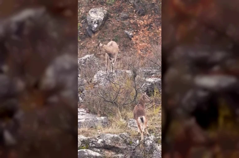 Sivas’taki vahşi yaşam, Milli Parklar kamerasına yansıdı
