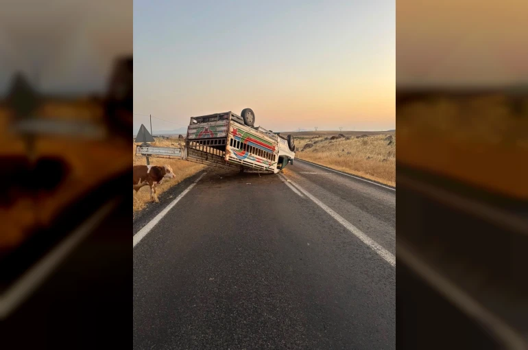 Siverek-Çermik kara yolunda hayvan yüklü kamyonet devrildi