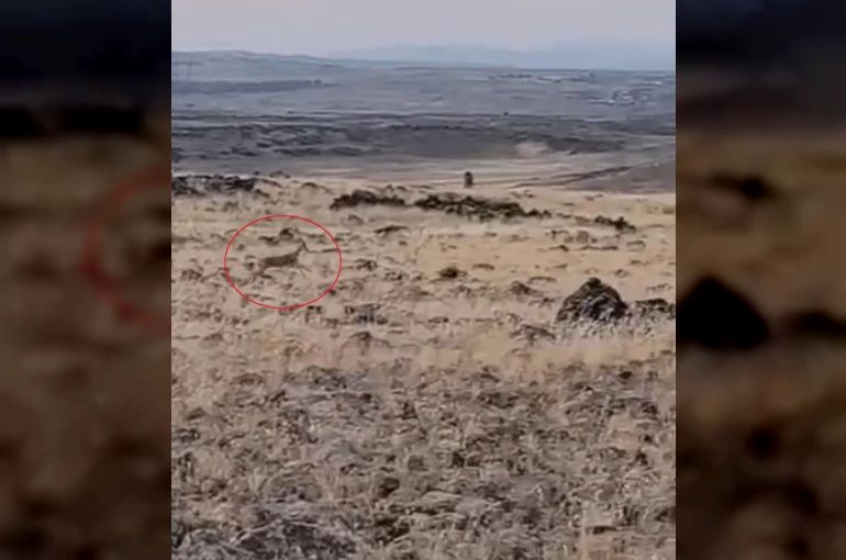 Siverek kırsalında ceylanlar görüntülendi