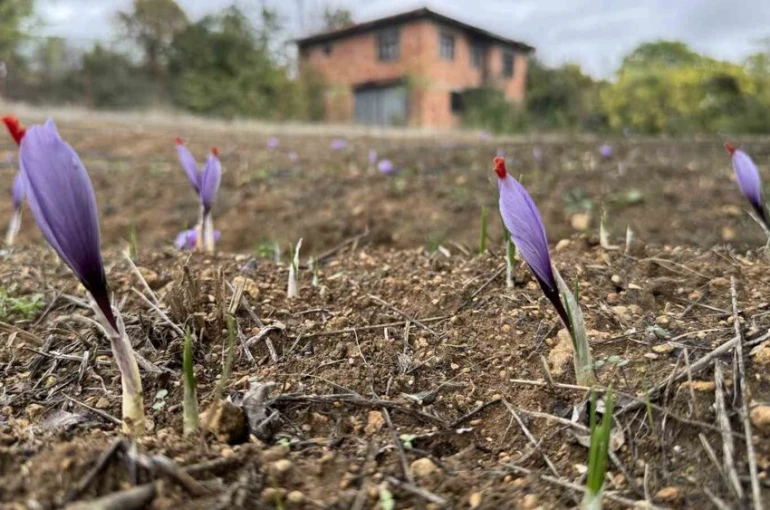 Soğuk hava dünyanın en pahalı baharatında erken çiçek açtırdı