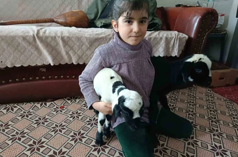 Soğuk hava kuzuları eve taşıdı: Elazığ’da yeni doğan kuzular biberonla besleniyor