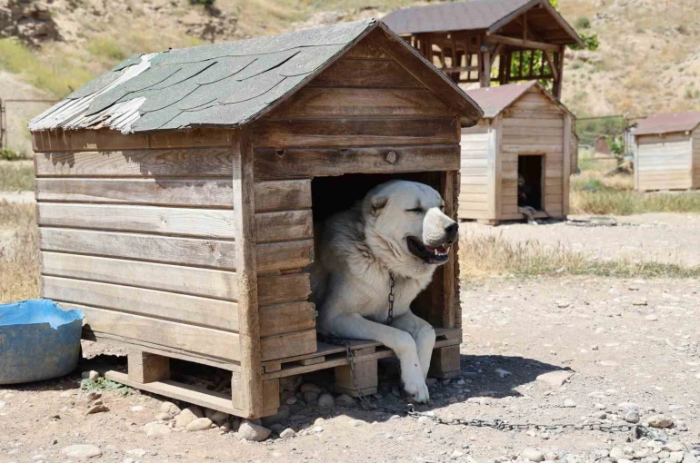 Soğuk havaya göğüs geren Kangal köpekleri sıcak yaz aylarında miskinleşiyor