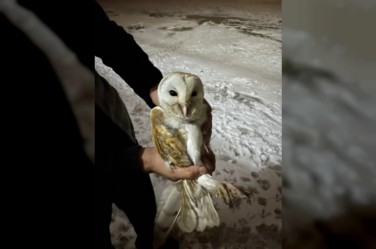 Soğuklardan kaçıp ahıra sığındı