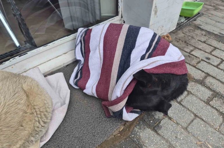 Soğuktan üşüyen sokak köpeği için çözümü üzerini örtmekte buldu