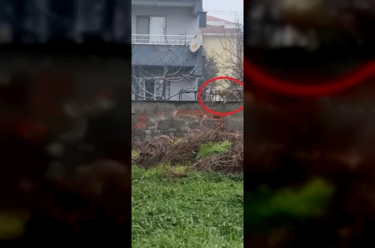 Sokak aralarında gezen tilki dikkat çekti