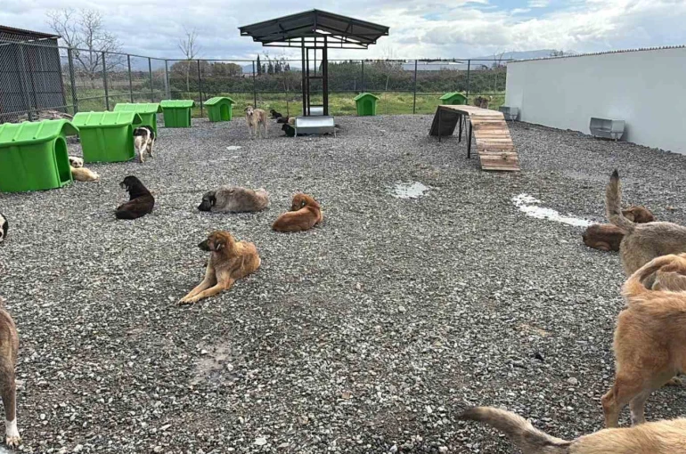 Sokak hayvanları doğal yaşam alanına kavuştu