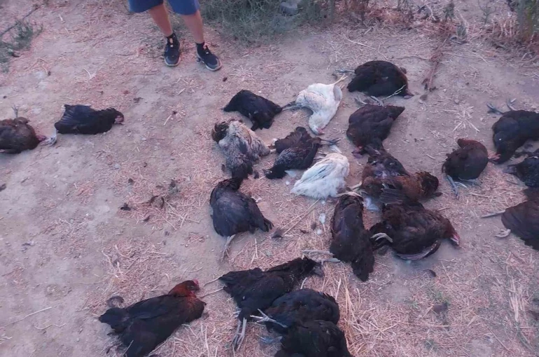 Sokak köpekleri 25 tavuğu telef etti