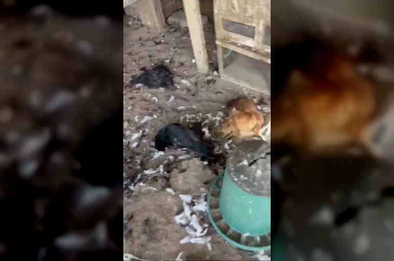 Sokak köpekleri kümese girdi, 30 tavuk telef oldu