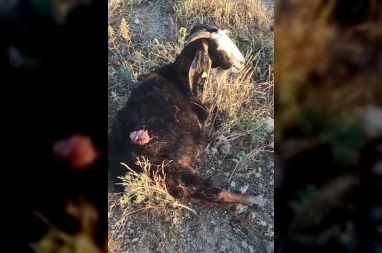 Sokak köpekleri sürüden ayrılan keçiye saldırdı