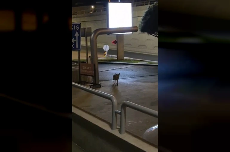 Sokakta gece gezintisi yapan tilki kameraya yakalandı: Kamerayı fark edince bakakaldı