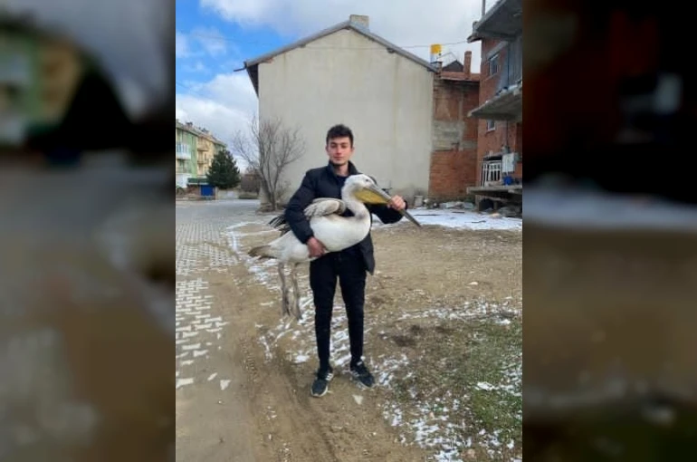 Sokakta gezerken pelikan buldu