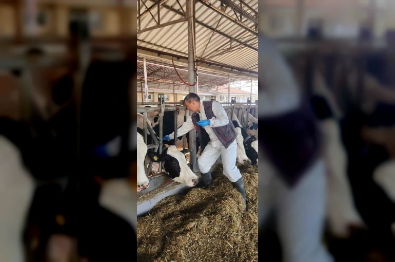 Söke TAYEM’de tüberküloz ve brucella taraması yapıldı