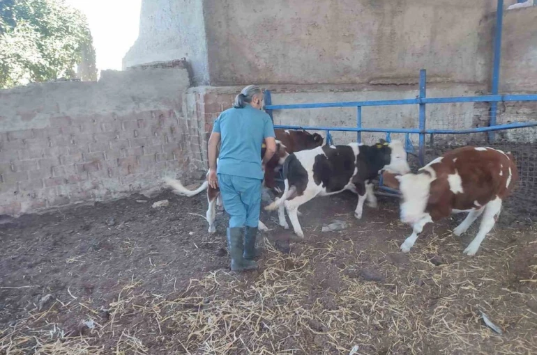 Söke’de hayvan sağlığı için aşılama çalışmaları devam ediyor