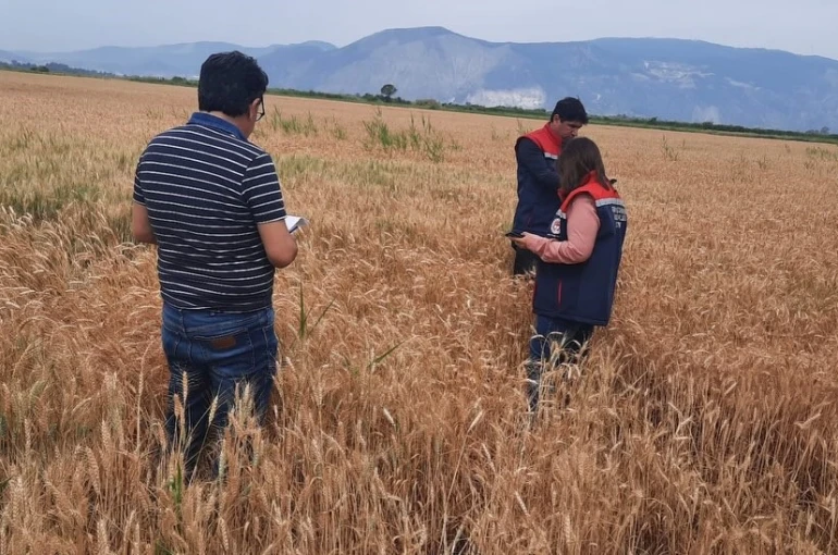 Söke’de hububat tarlalarında sıkı denetim
