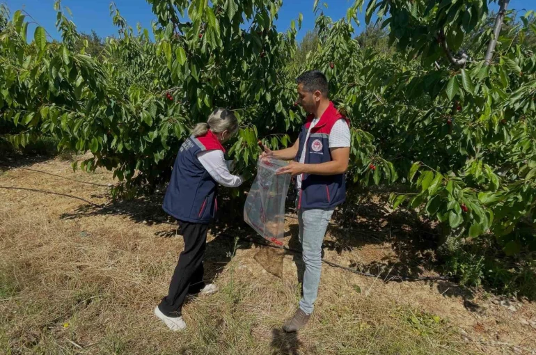 Söke’de kiraz bahçeleri denetlendi, numuneler alındı